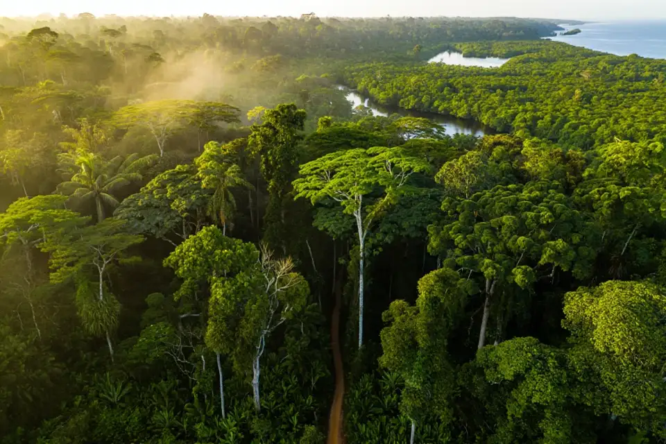 Forêt tropicale dense de l'État du Pará au Brésil, sentier de randonnée traversant la canopée amazonienne, lumière dorée filtrant à travers la brume matinale